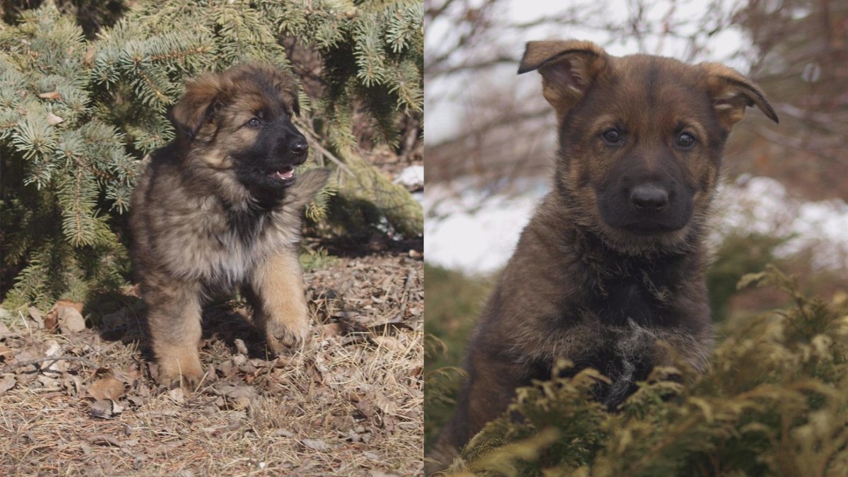 (L to R) Kaos and Kazoo are two of the new names given to puppies as part of the 2017 RCMP Name that Puppy contest .