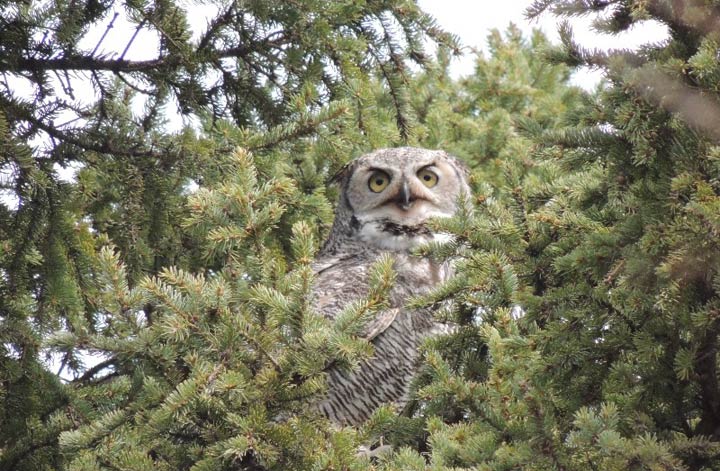 May 20: This Your Saskatchewan photo was taken by Carol Neabel of a great horned owl at Battlefords Provincial Park.