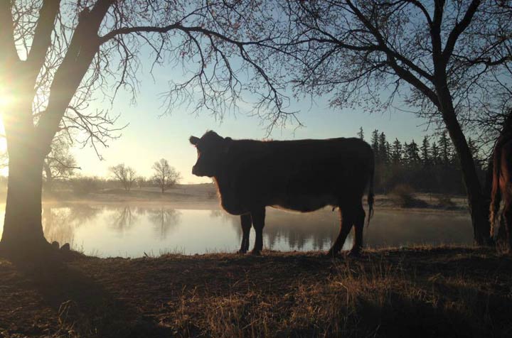 May 17: This Your Saskatchewan photo was taken by Scot Muri near Hodgeville.