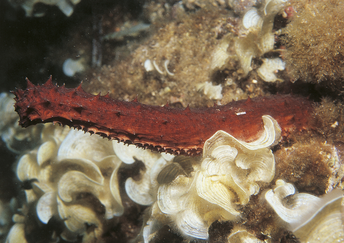 Sea cucumber (holoturia sp.) underwater .