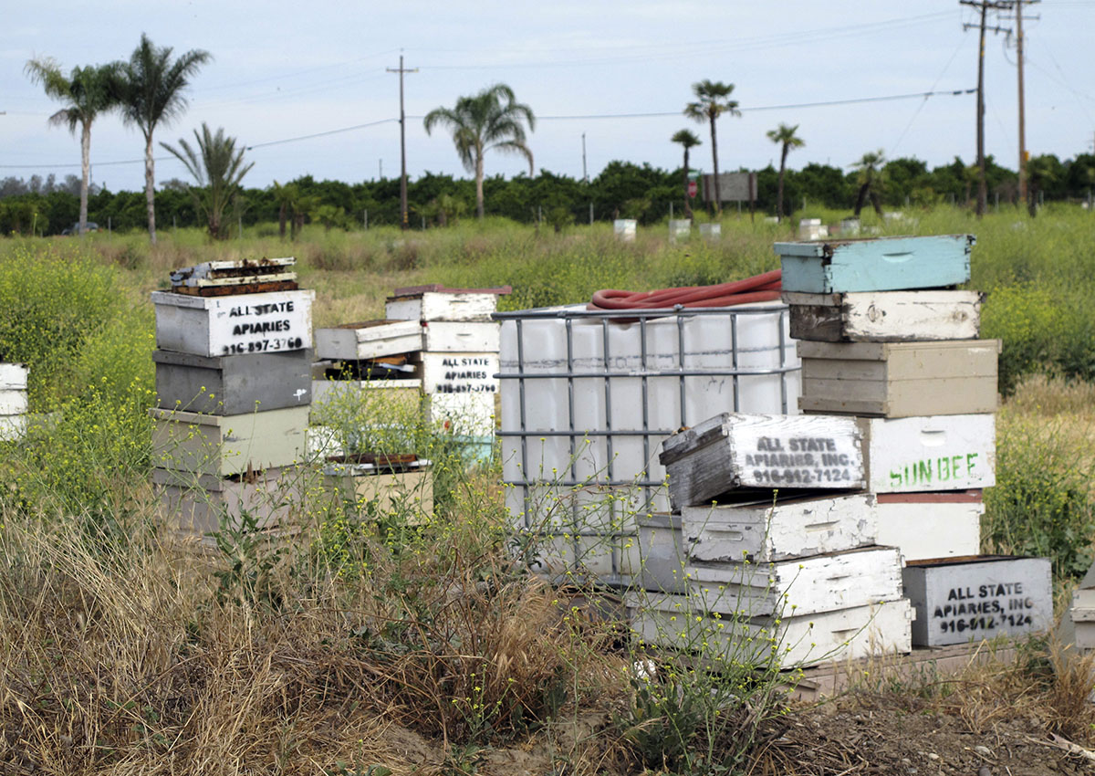 Several of the thousands of recovered beehives stolen in California are shown in this May 16, 2017, photo near Sanger, Calif.