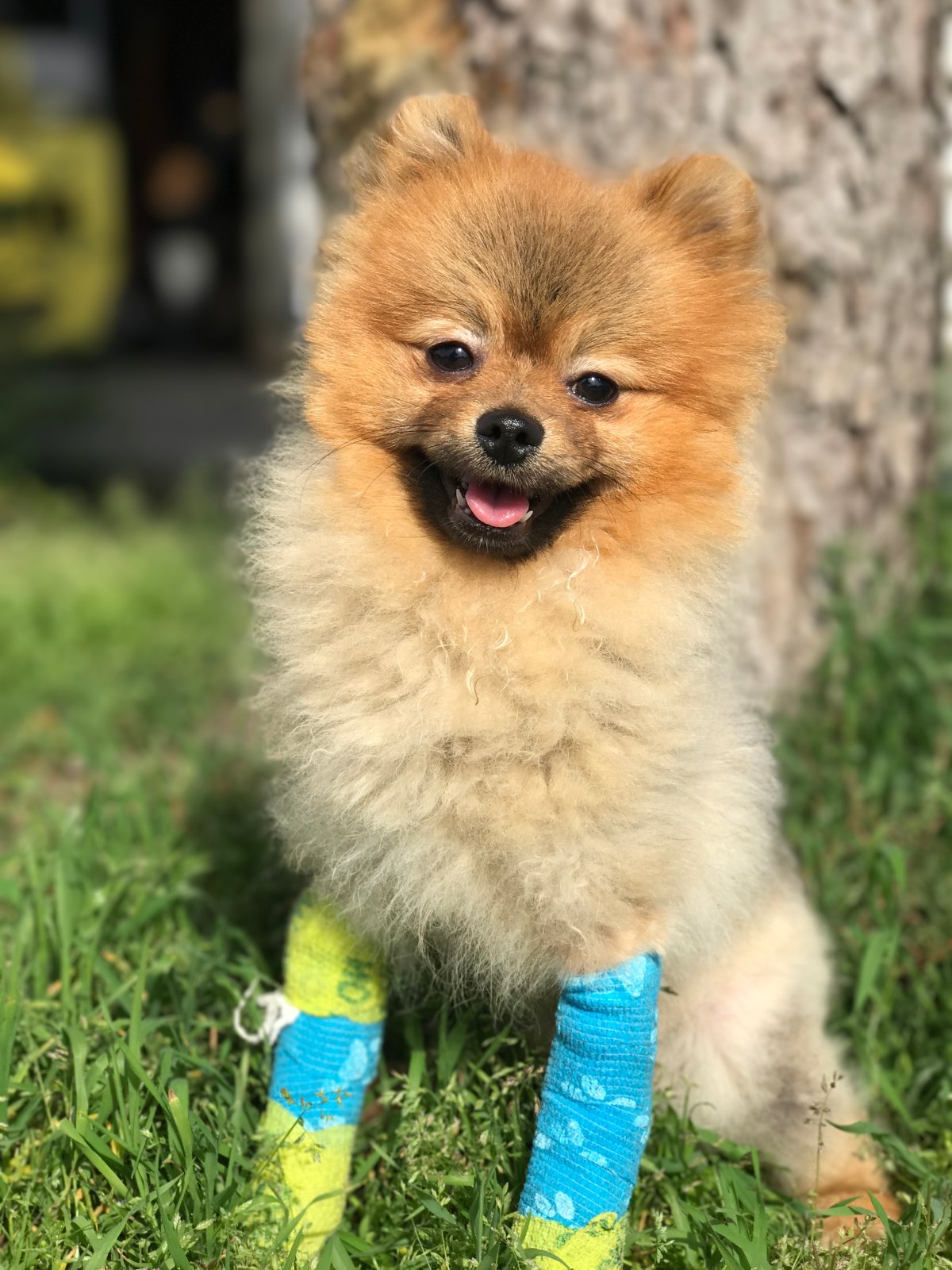 Pomeranian with 2 broken front legs subject of BC SPCA cruelty investigation - image