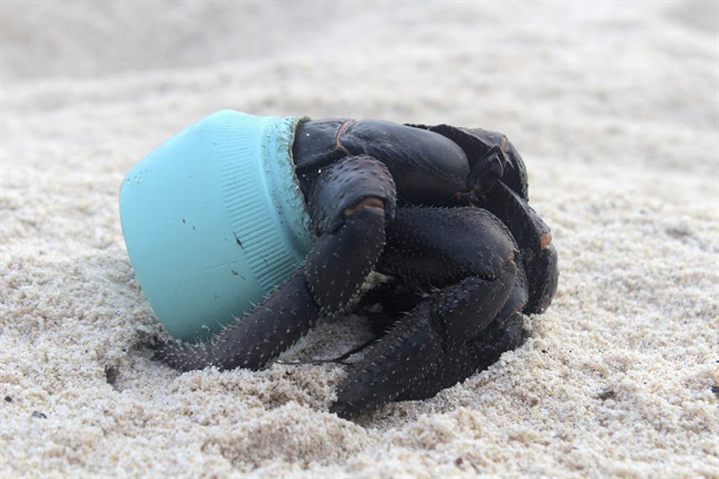 In this 2015 photo provided by Jennifer Lavers, a crab uses as shelter a piece of plastic debris on the beach on Henderson Island.