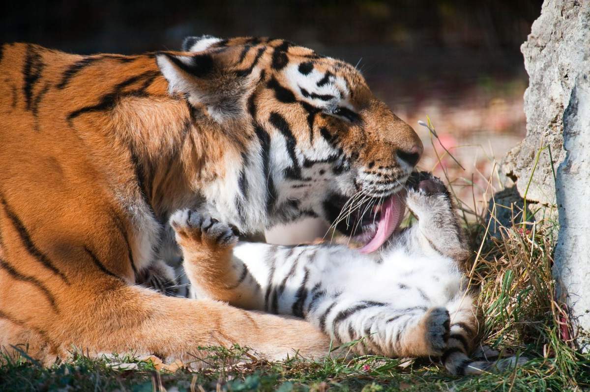 The Assiniboine Park Zoo’s tiger Kendra was euthanized.