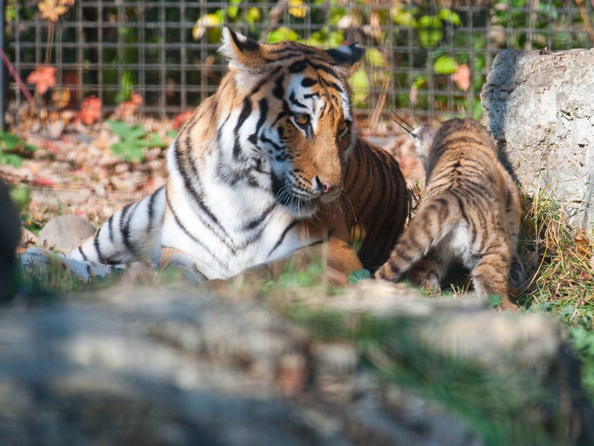 The Assiniboine Park Zoo's tiger Kendra was euthanized. 