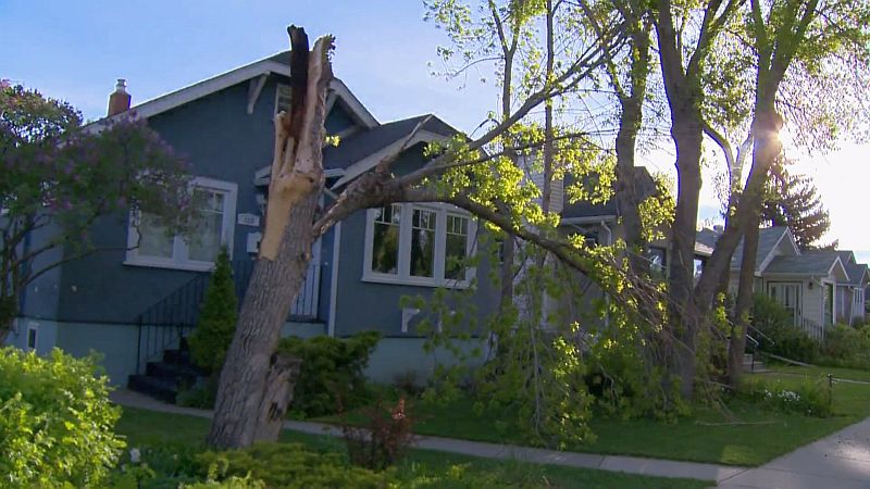 Damage to a tree in the 200 block of 12 Avenue N.W. on Thursday, May 25, 2017,