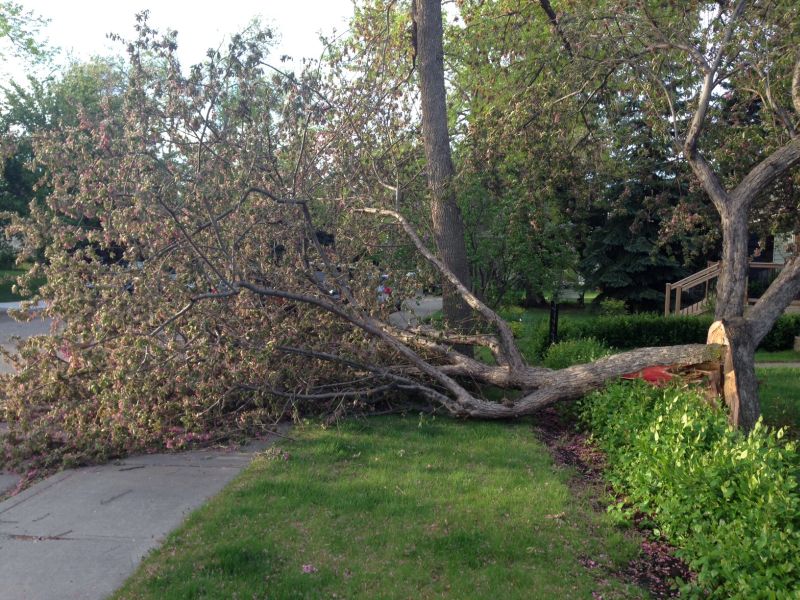 A tree toppled in the area of Rundle Crescent N.E. and Radford Road N.E. on Thursday, May 25. 