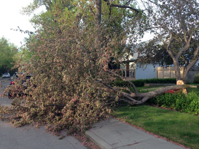 A tree toppled in the area of Rundle Crescent N.E. and Radford Road N.E. on Thursday, May 25.