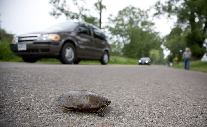 Car stops as a turtle crosses a road.