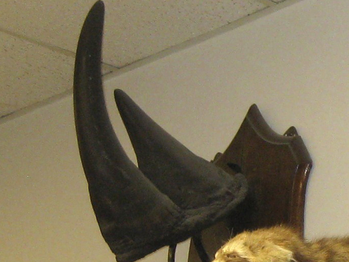 This undated file photo provided by the University of Vermont, shows a black rhino horn hanging on the wall in an academic building in Burlington, Vt.