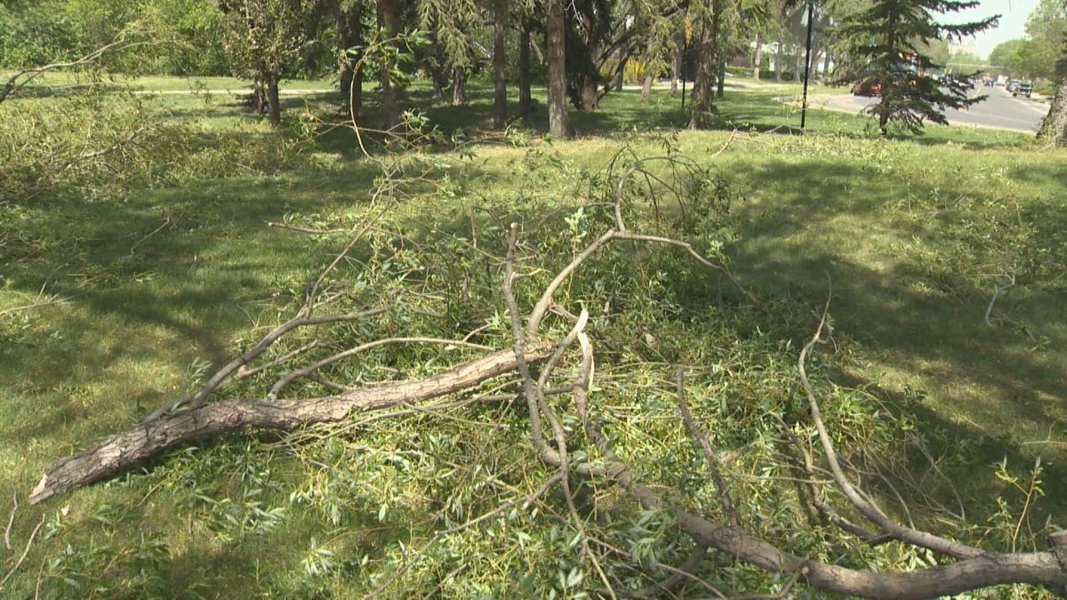 Strong winds down trees and cause power outages in Regina - Regina ...