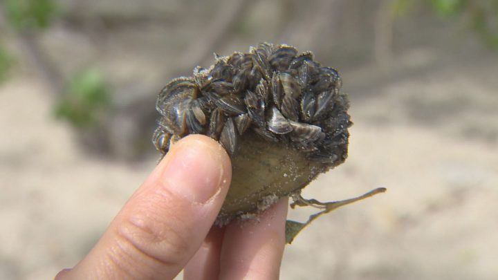 Since the 1980s, the aquatic invasive species has swept westward across Canada.