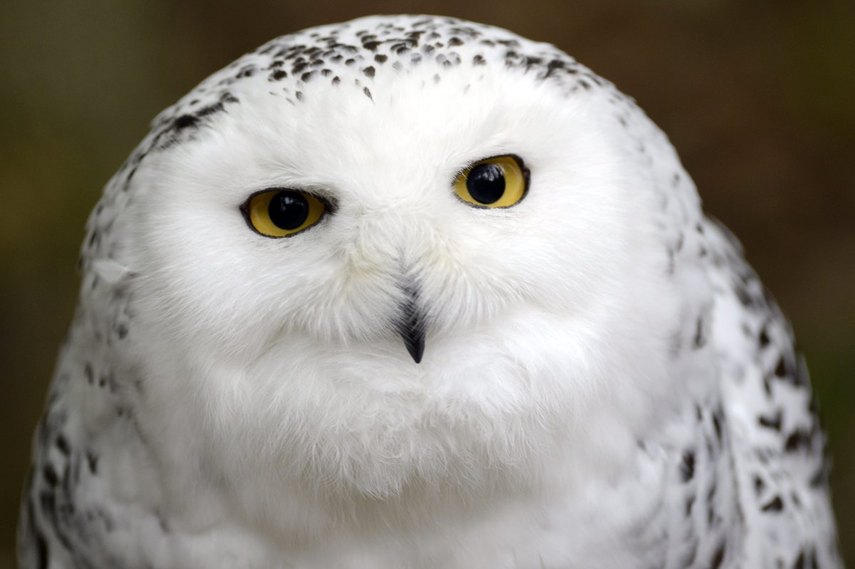 Harry Potter has created a black market for owls, researchers say ...