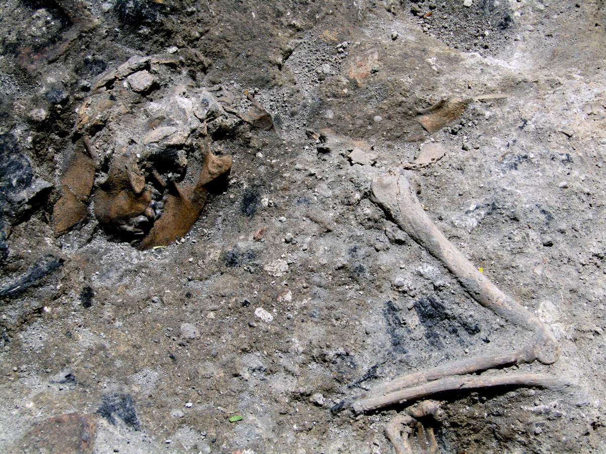 This photo made available by the Italian Culture Ministry, shows part of the 1,800-year-old skeleton of a dog, which apparently perished in a blaze in Rome. 