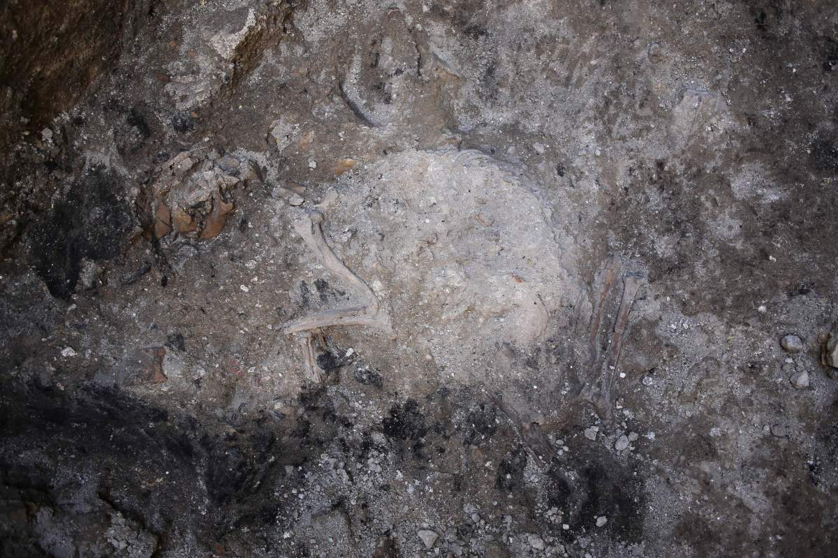 Parts of the 1,800-year-old skeleton of a dog that archaeologists think was trapped in a blaze.