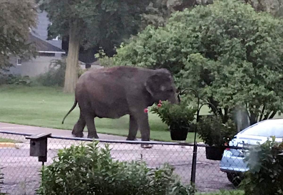 An elephant walks in the street, Friday, June 30, 2017, in Baraboo, Wis. 