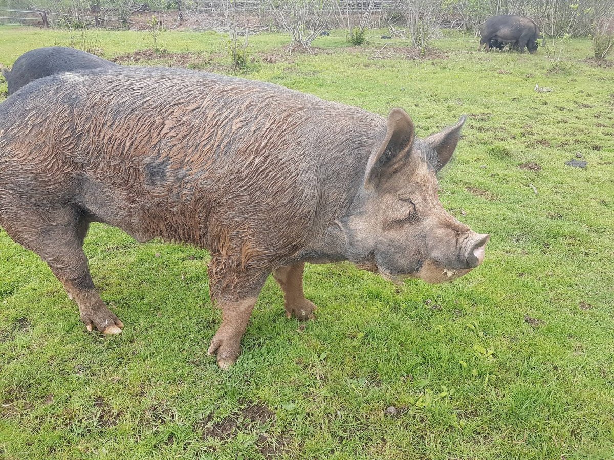 Pigs that graze at Moo Nay Farms are pictured in this photo posted to the farm's Facebook page.