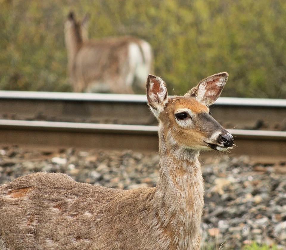 A deer is pictured near train tracks in Truro, N.S. in June 2017. 