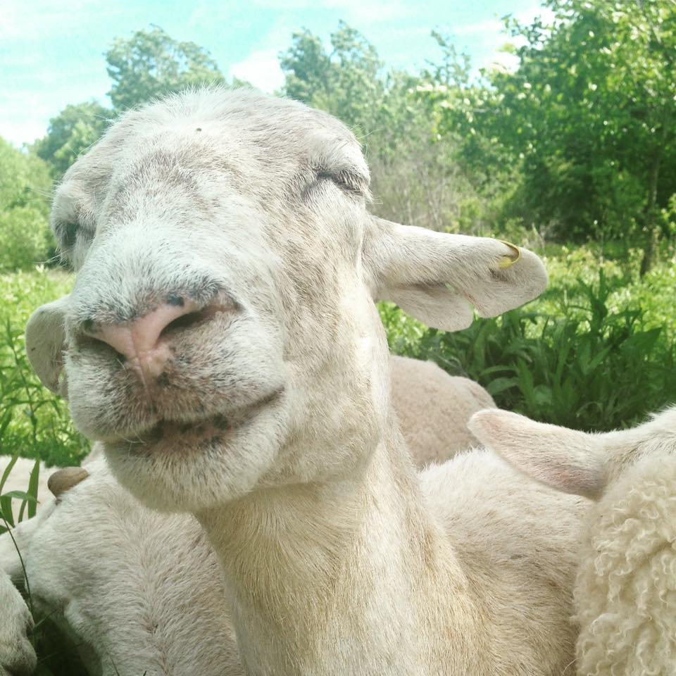 One of the sheep on Snowy River Farms in Cooks Brook, N.S. The sheep are still on the farm but they are missing several meat hens,
