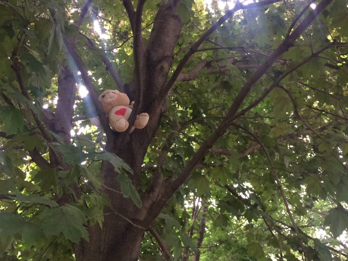 Stuffed animals are appearing in trees in Saint-Henri, Friday, June 30, 2017.