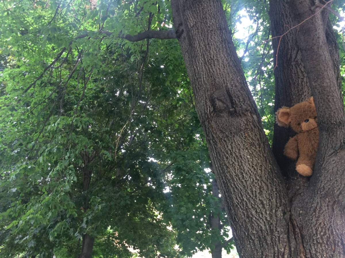 Stuffed animals are appearing in trees in Saint-Henri, Friday, June 30, 2017.