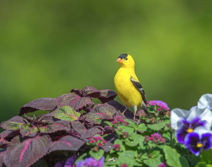 June 2: This Your Saskatchewan photo was taken by Garfield MacGillivray at Quill Lake.