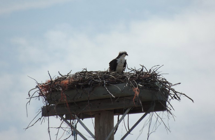 June 7: This Your Saskatchewan photo was taken near Battlefords Provincial Park by Carol Neabel.
