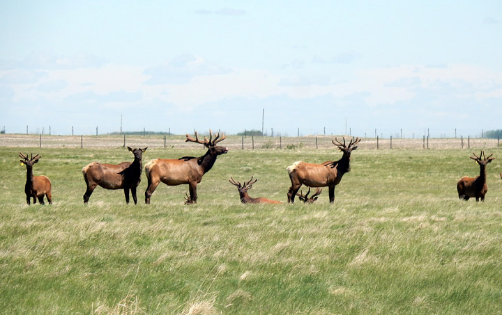 June 15: Karen Wolaniuk took this Your Saskatchewan photo of elk at Drake.