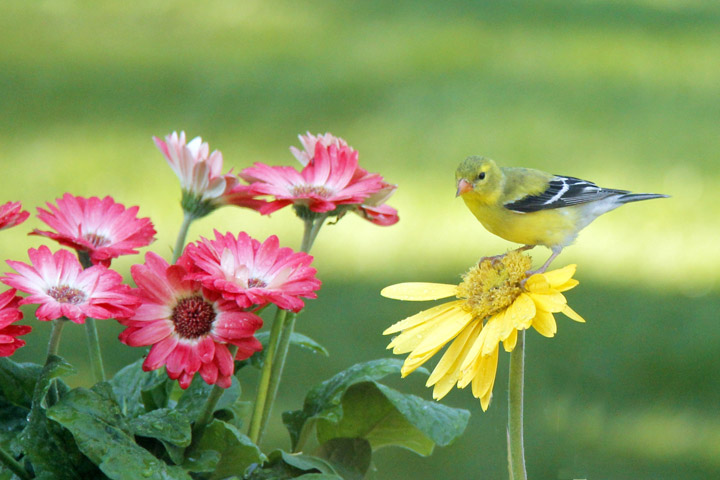 June 26: Lori Janzen took this Your Saskatchewan photo in Outlook.