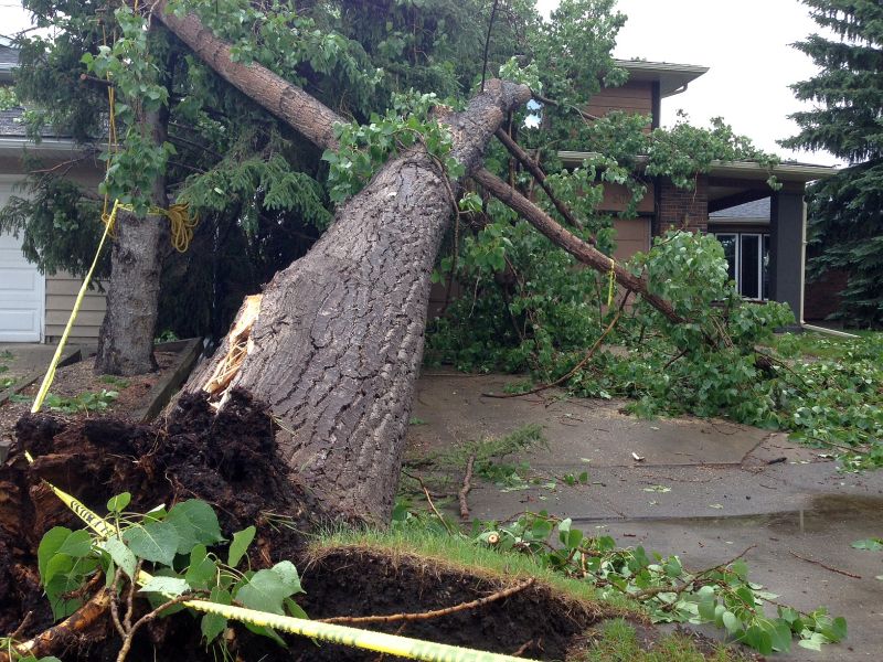 Calgarians clean up after powerful storm tears down trees and knocks ...