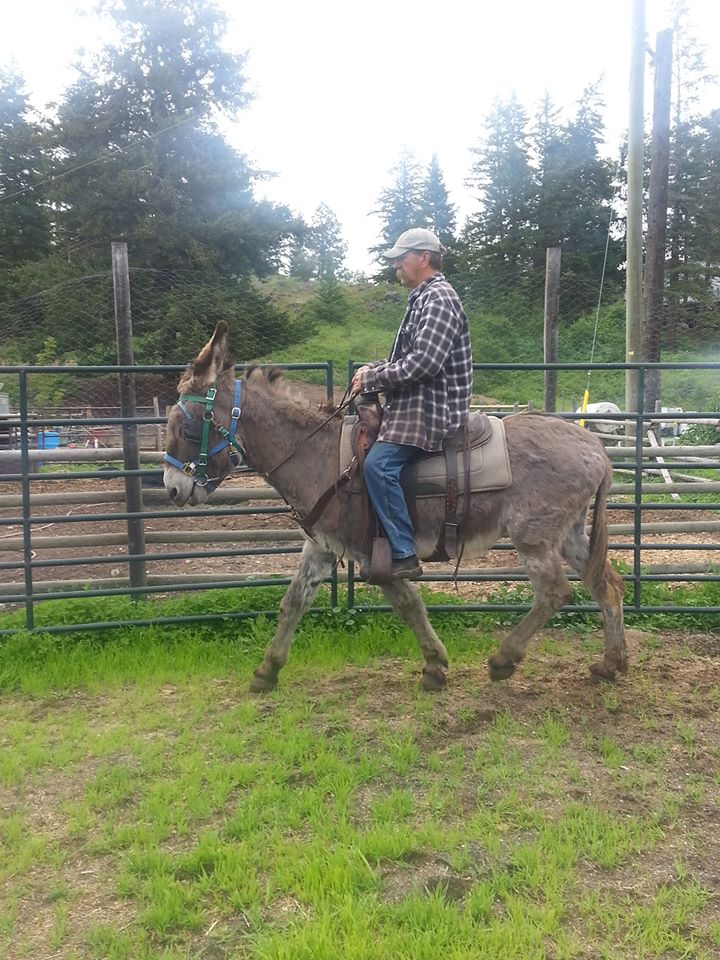 Hay Day! Turtle Valley Donkey Refuge - image