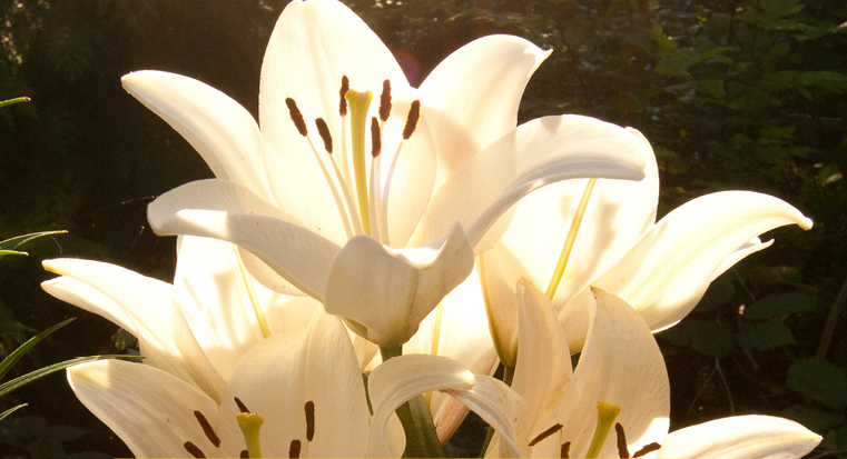Flower Show, Plant Sale and Tea - image