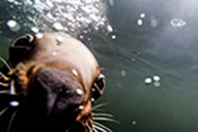 Celebrate Canada’s Birthday with Vancouver Aquarium - image