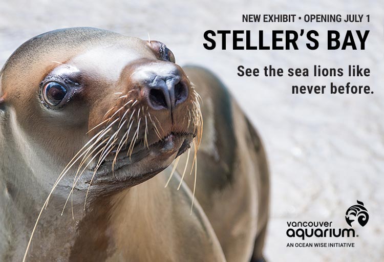 Come Nose to Snout with Steller Sea Lions at Vancouver Aquarium ...