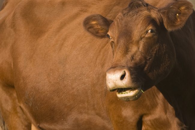 Udder-ly shocking? Seven per cent of American adults think chocolate milk comes from brown cows, according to a new survey.