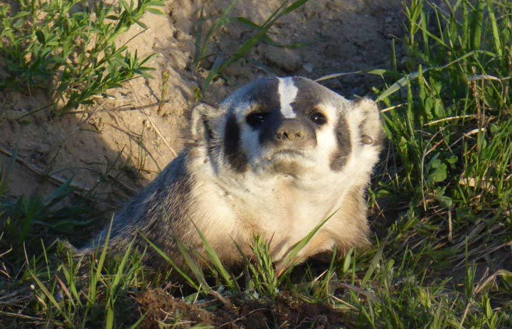 June 11: This Your Saskatchewan photo was taken by Alie Neish near Naicam.