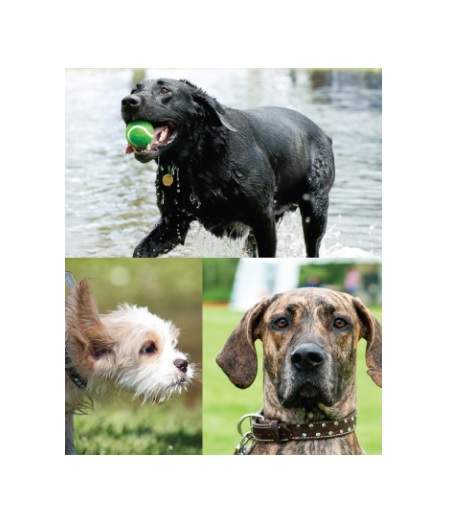Bark in the Park 2020 cancelled but dog adoptions resume - image