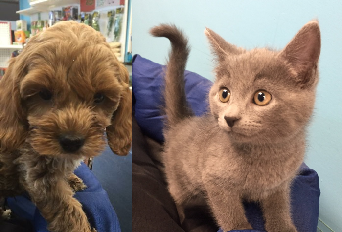 A nine-week-old cockapoo has been recovered but police are still looking for the four stolen kittens.