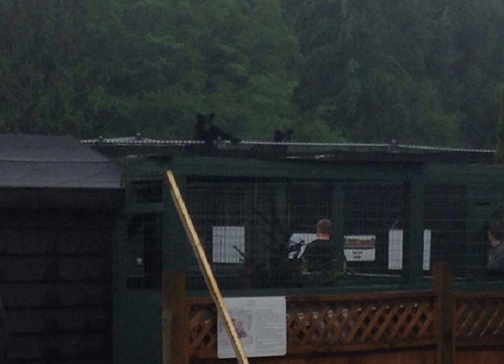Critter Care staff dealing with bears who have escaped to the roof of their enclosure on June 18, 2017.