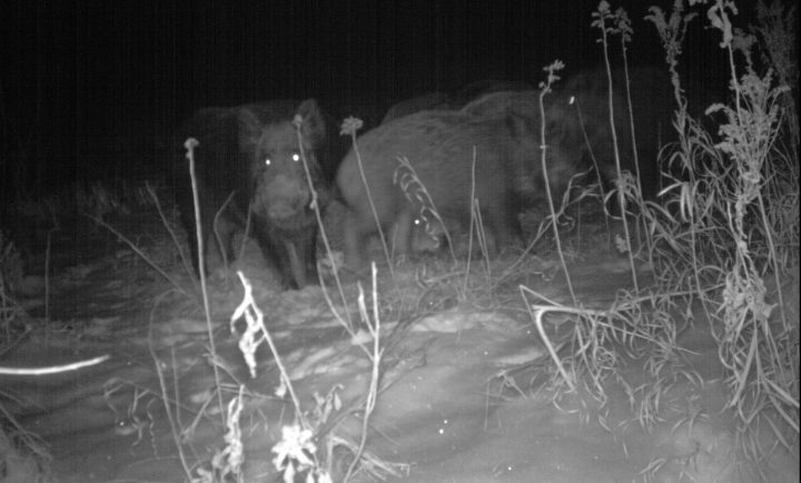 Wild boar population continues to spread across Saskatchewan - image