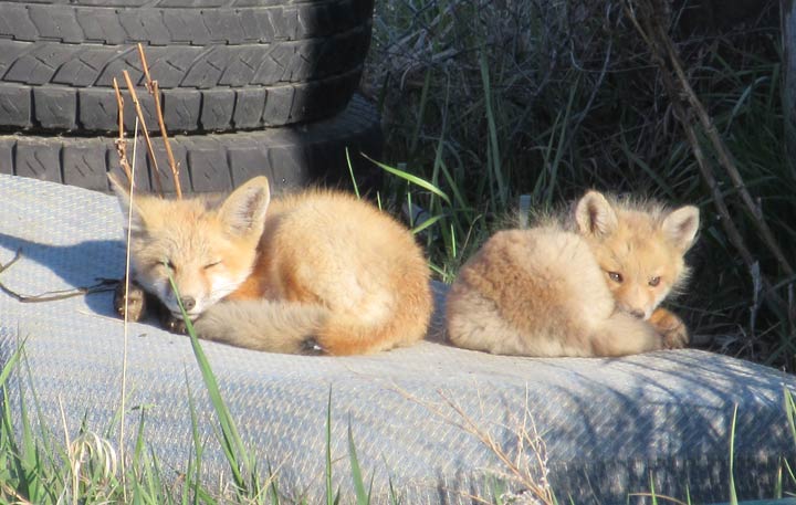 June 20: This Your Saskatchewan photo was taken by Bruce Williams in Outlook.