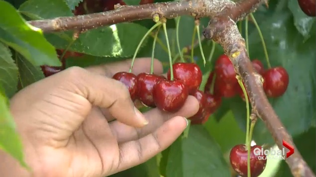 The B.C. Tree Fruits Co-operative expects to produce eight million pounds of cherries, down from 10 million pounds over the last few years.