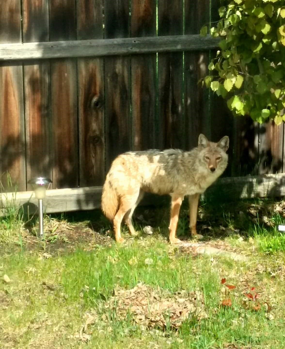 Residents in Edgemont have reported being chased by aggressive coyotes who have set up a den in the area.
