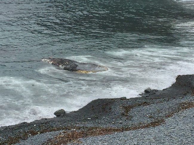 The rotting carcass of a humpback, shown in this June 2, 2017 handout photo, has now been removed from a beach near St. John's, N.L., after two weeks of bureaucratic wrangling, according to the town's mayor.