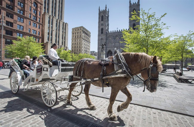 Horse-drawn carriages draw controversy across Canada — why are advocates pushing for a ban? - image