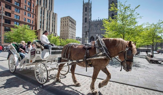 Horse-drawn carriages draw controversy across Canada — why are advocates  pushing for a ban? 