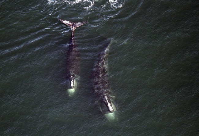 A pair of right whales feed just below the surface of Cape Cod Bay offshore from Provincetown, Mass., in February 2017.