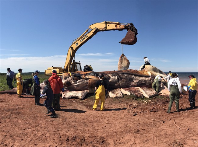 Marine mammal experts are shown examining a dead North Atlantic right whale after it was pulled ashore in P.E.I.on Thursday June 29, 2017, in a bid to determine what killed it and several other whales in recent weeks.