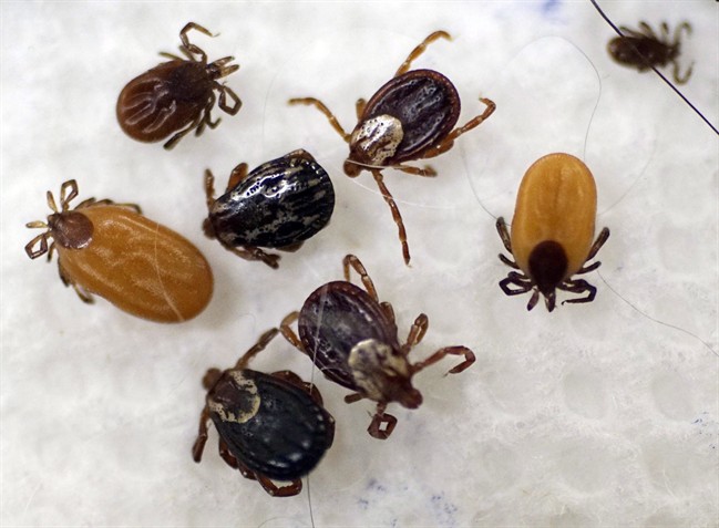 Ticks survive the winter in a variety of ways, but do not go away just because it is cold.