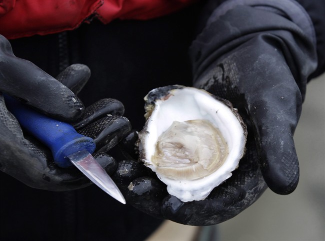 The Canadian Food Inspection Agency has issued a recall for several specific batches of potentially contaminated Pacific oysters. 